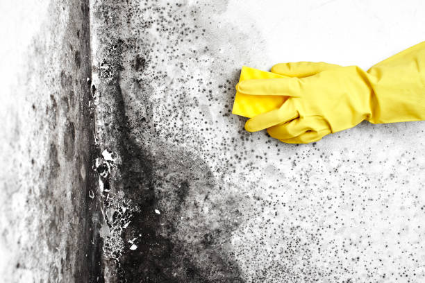 Best Mold Remediation for Specific Building Types in Spanish Springs, NV