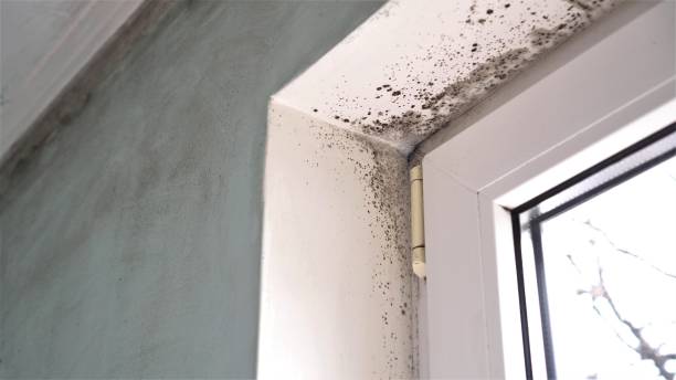 Reliable Spanish Springs, NV Mold Remediation Solutions