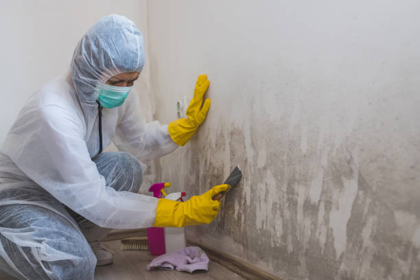 Localized Mold Remediation (e.g., coastal areas, humid climates)