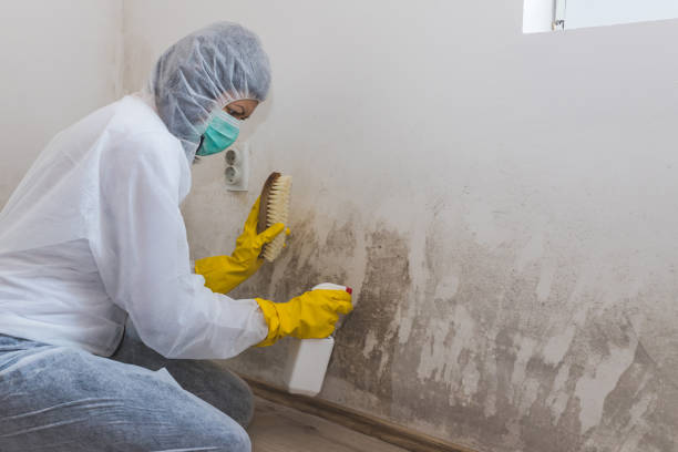 Best Residential Mold Remediation in Spanish Springs, NV