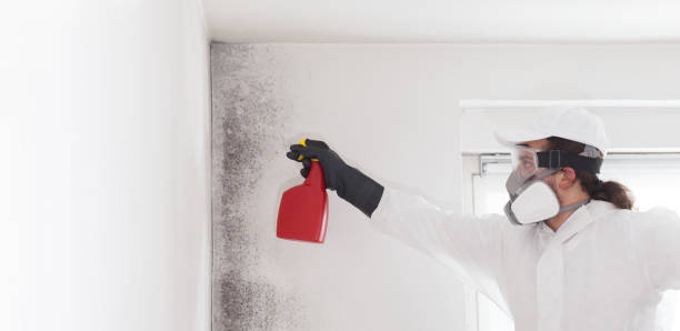 Best Health and Safety Mold Remediation in Spanish Springs, NV