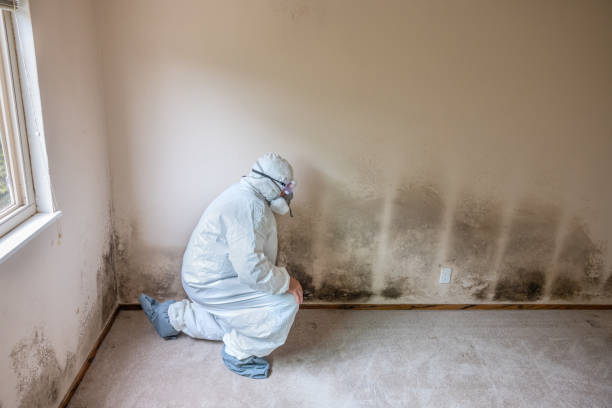 Best Residential Mold Remediation in Spanish Springs, NV