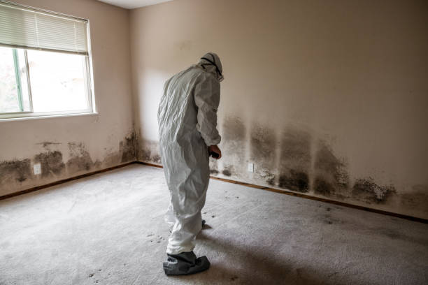 Best Black Mold Remediation in Spanish Springs, NV