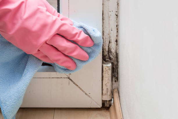 Best Localized Mold Remediation (e.g., coastal areas, humid climates) in Spanish Springs, NV